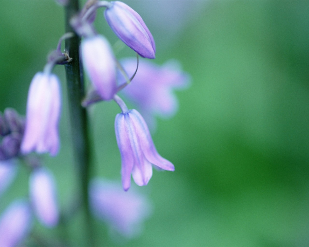 Soft Focus Flower Wallpaper #8 - 1280x1024