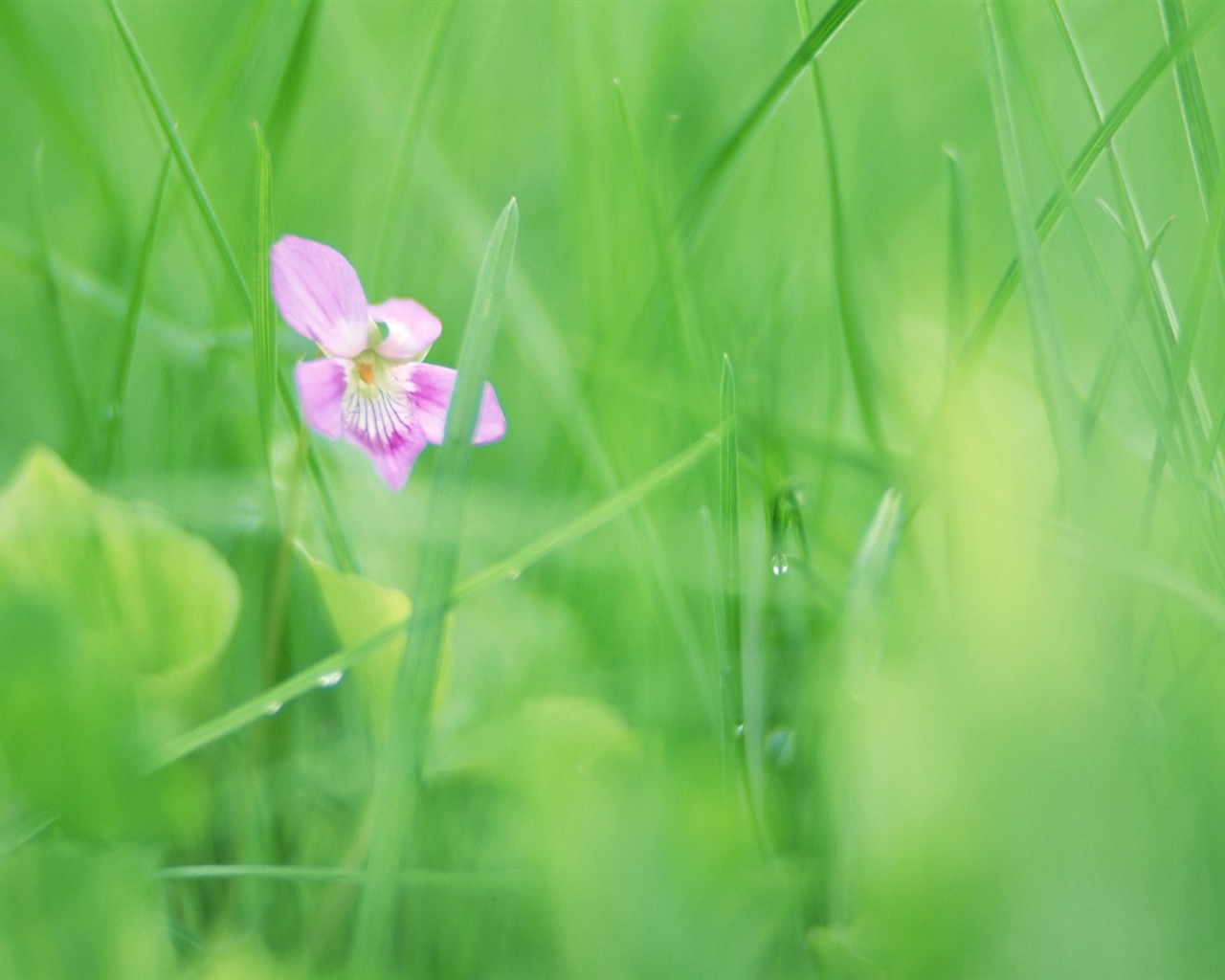 Soft Focus Flower Wallpaper #9 - 1280x1024