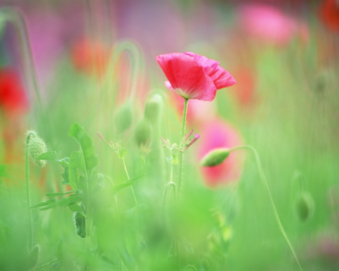 Soft Focus Flower Wallpaper #10 - 1280x1024