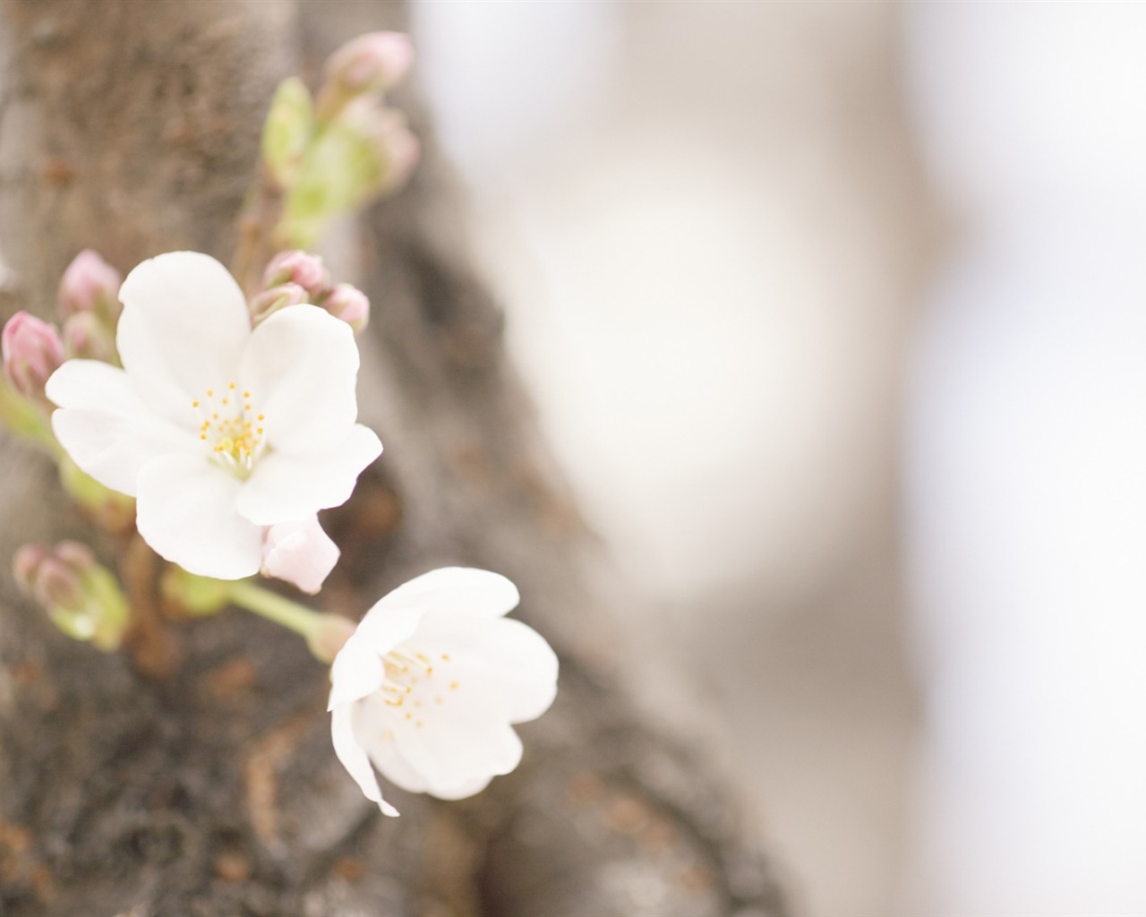 Soft Focus Flower Wallpaper #14 - 1280x1024