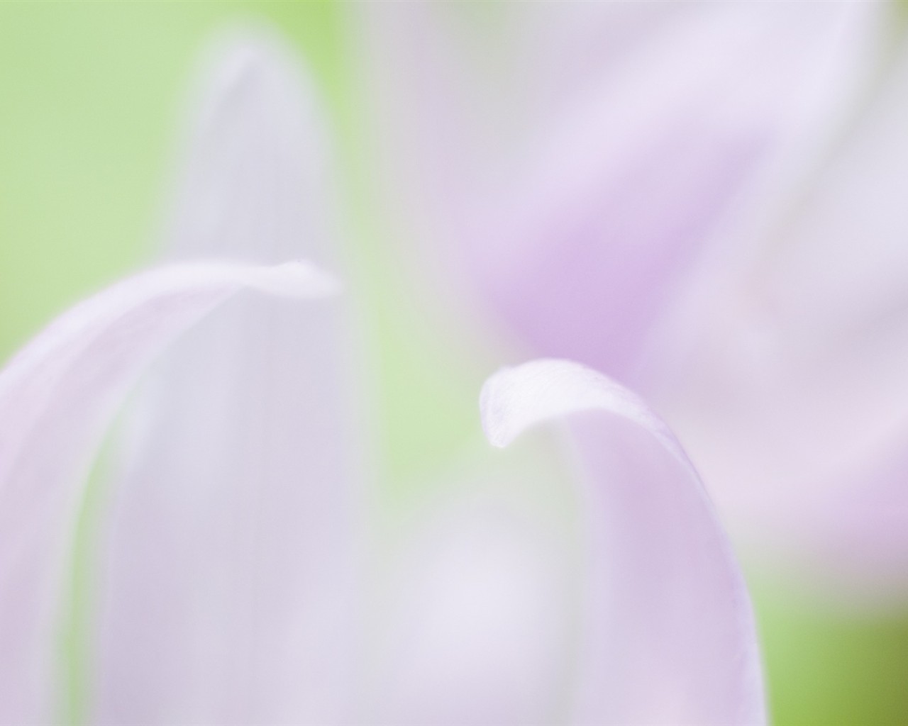 Fond d'écran Flower Soft Focus #19 - 1280x1024