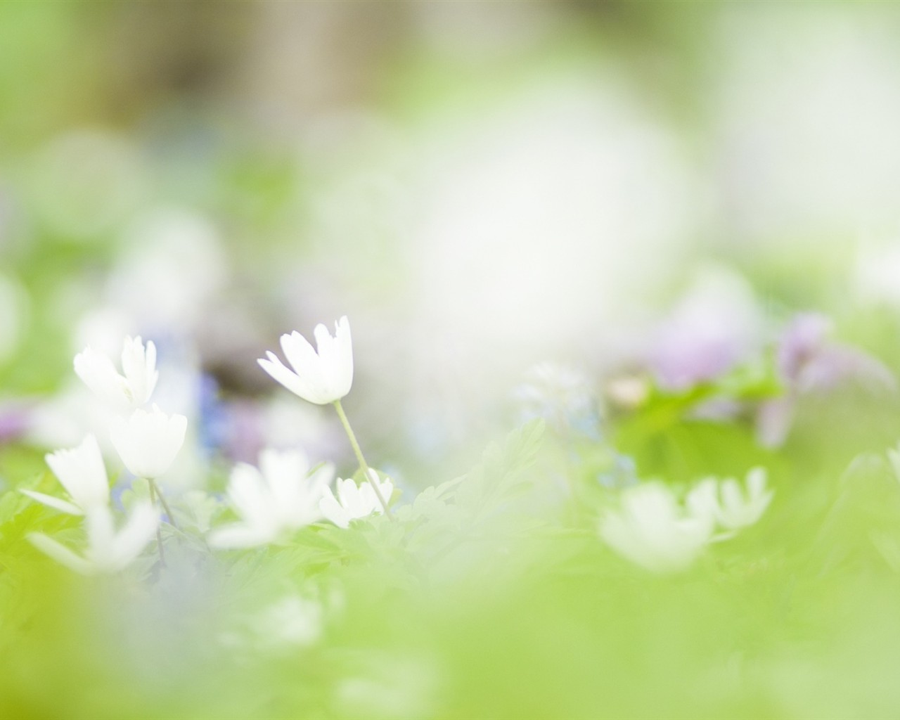 Fond d'écran Flower Soft Focus #20 - 1280x1024