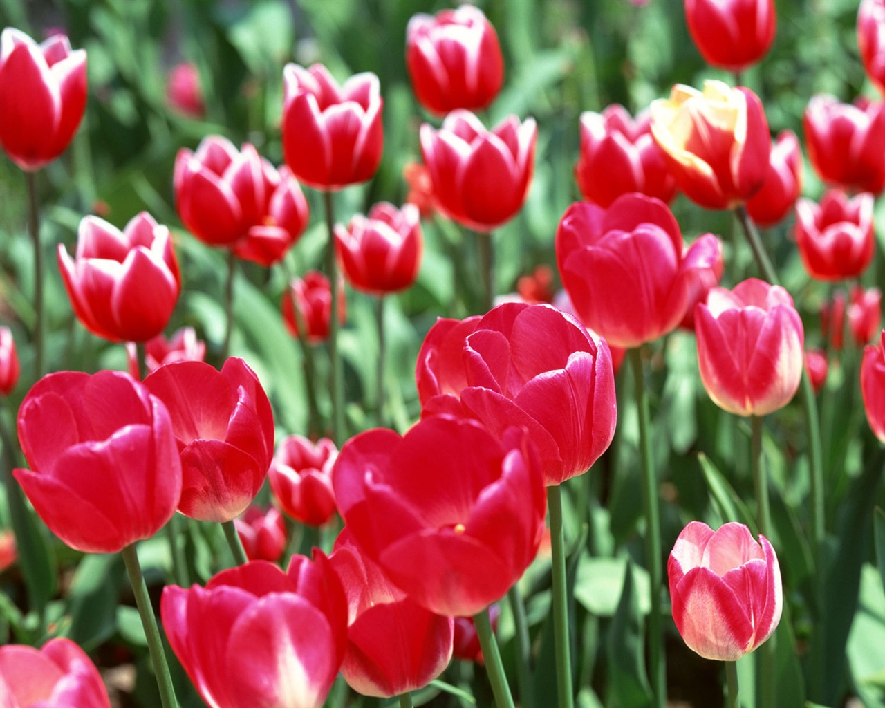 Tulip HD Wallpapers Album #1 - 1280x1024