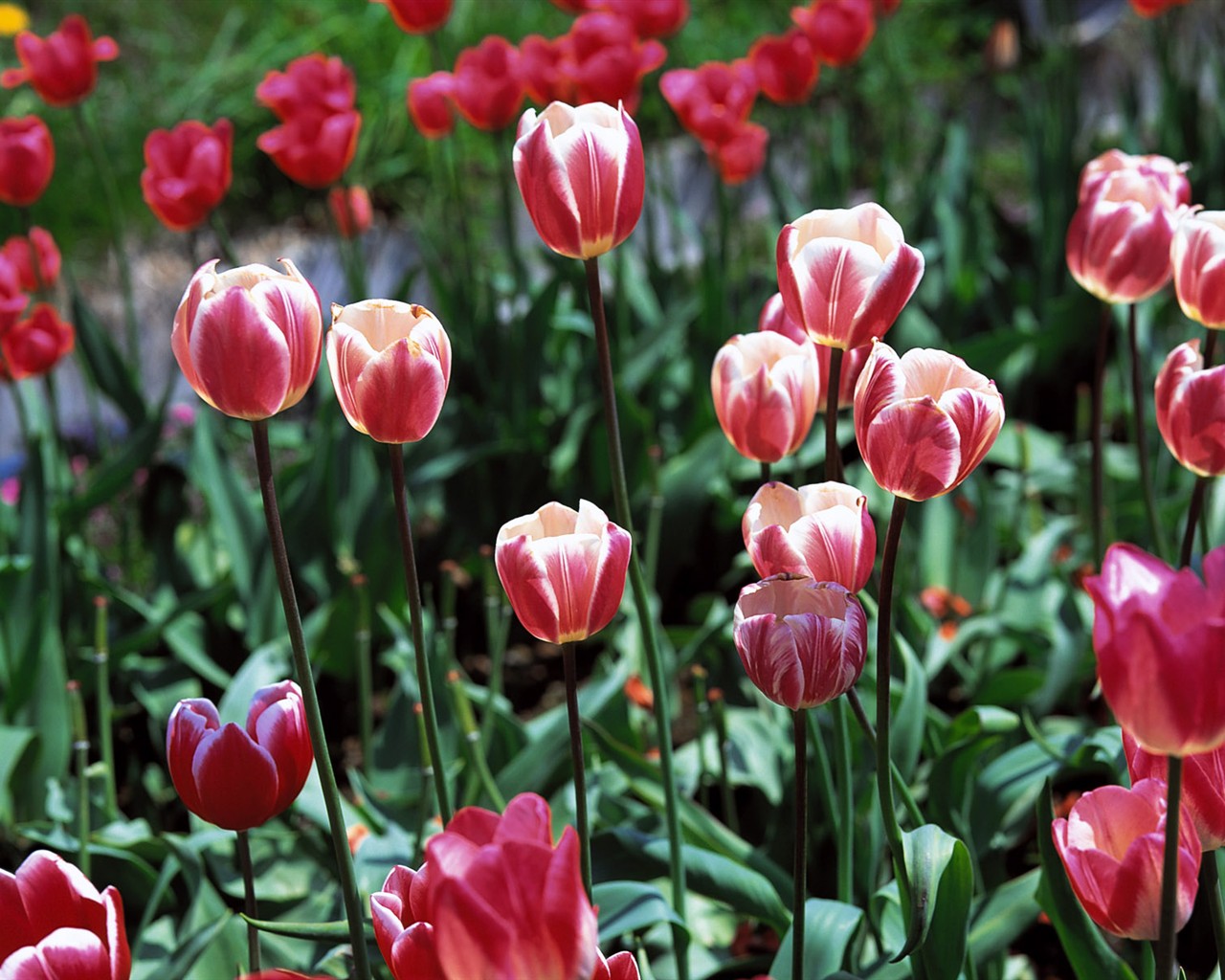 Tulip HD Album Fonds d'écran #2 - 1280x1024