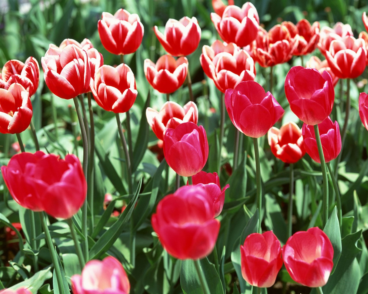 Tulip HD Wallpapers Album #3 - 1280x1024