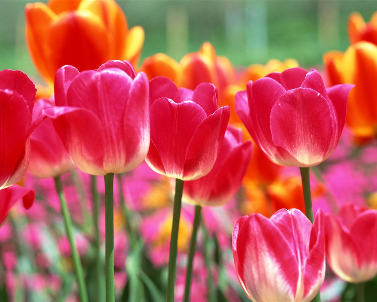 Tulip HD Tapety Album #4 - 1280x1024