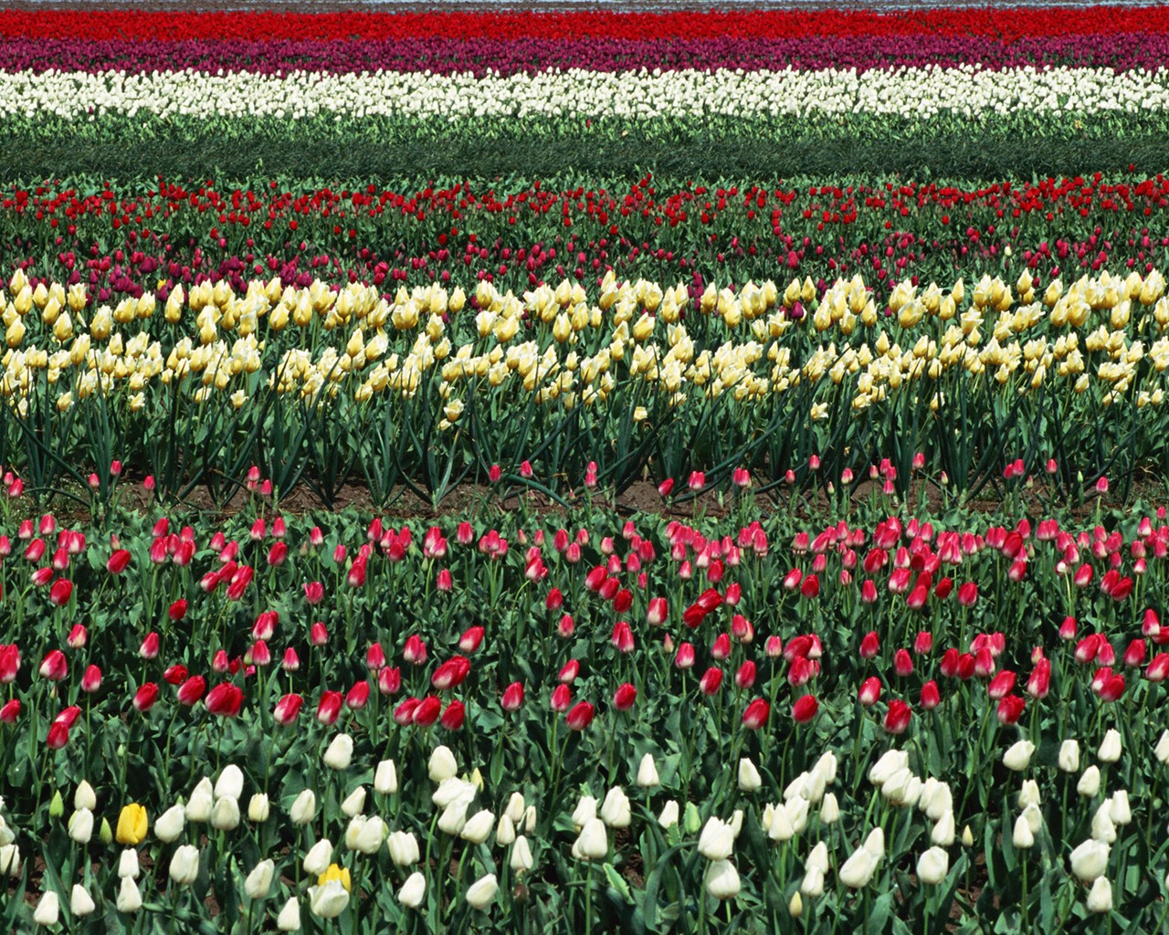 Tulip HD Wallpapers Album #5 - 1280x1024
