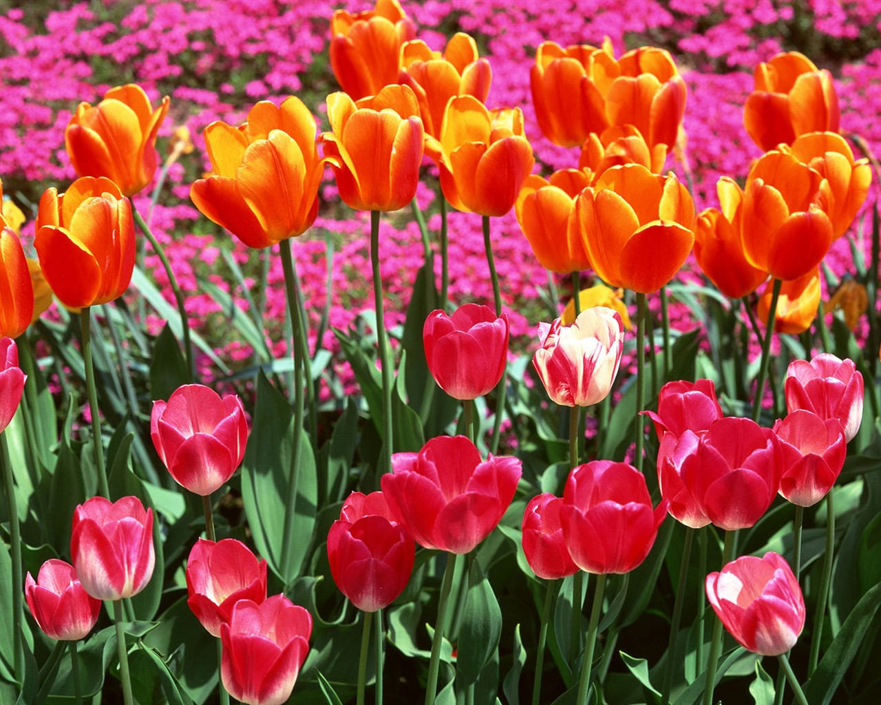 Tulip HD Tapety Album #7 - 1280x1024