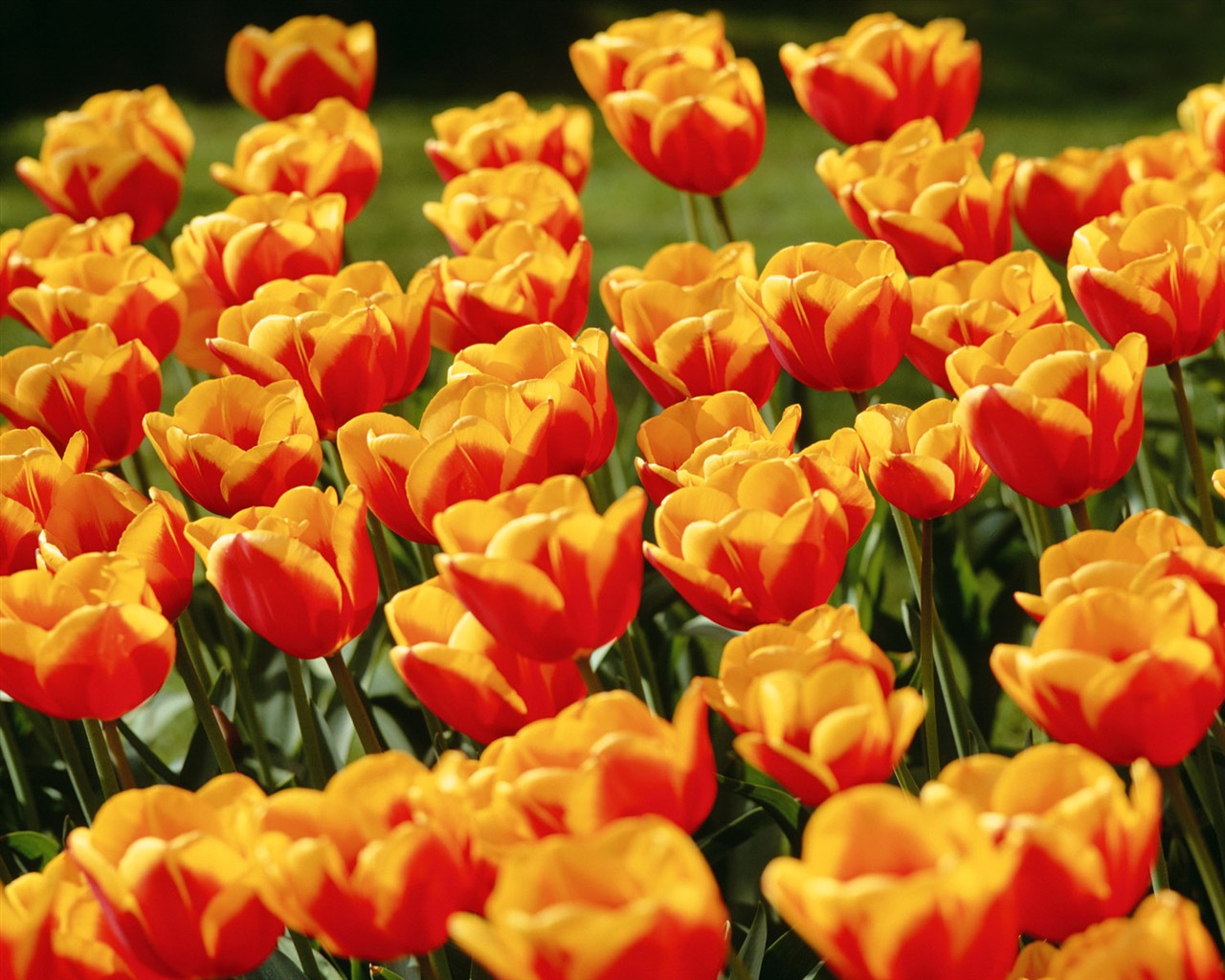 Tulip HD Tapety Album #8 - 1280x1024