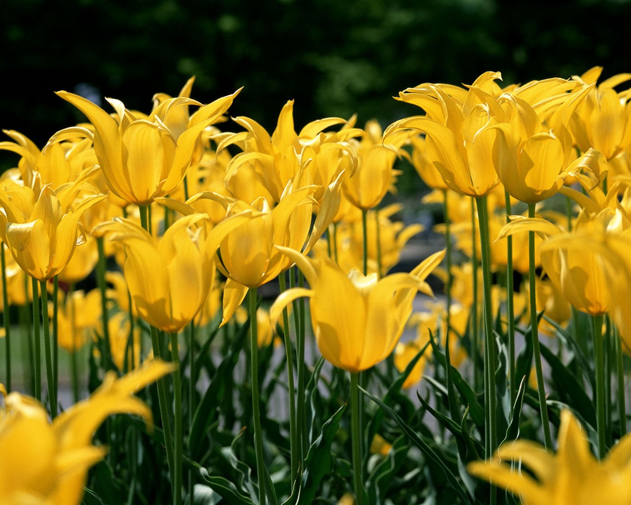 Tulip HD Tapety Album #9 - 1280x1024
