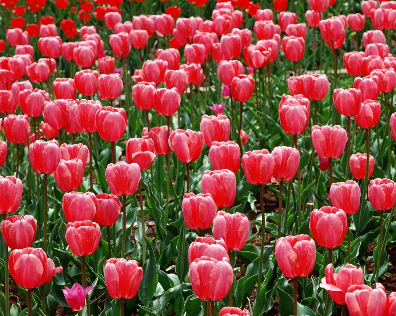 Tulip HD Tapety Album #12 - 1280x1024