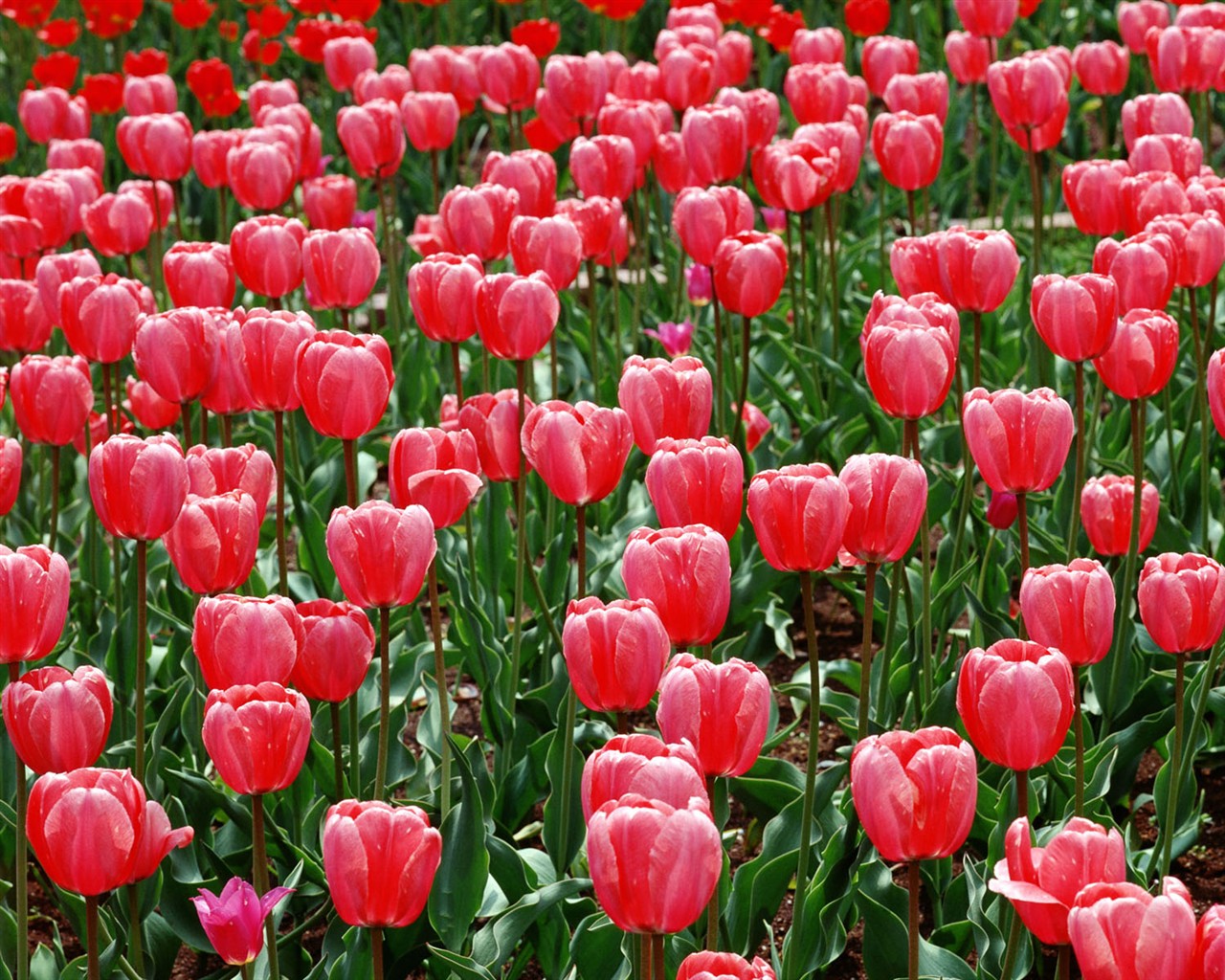 Tulip HD Wallpapers Album #12 - 1280x1024