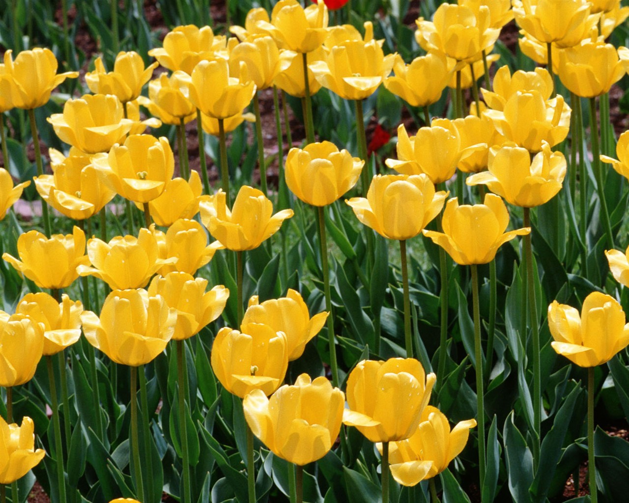 Tulip HD Tapety Album #13 - 1280x1024