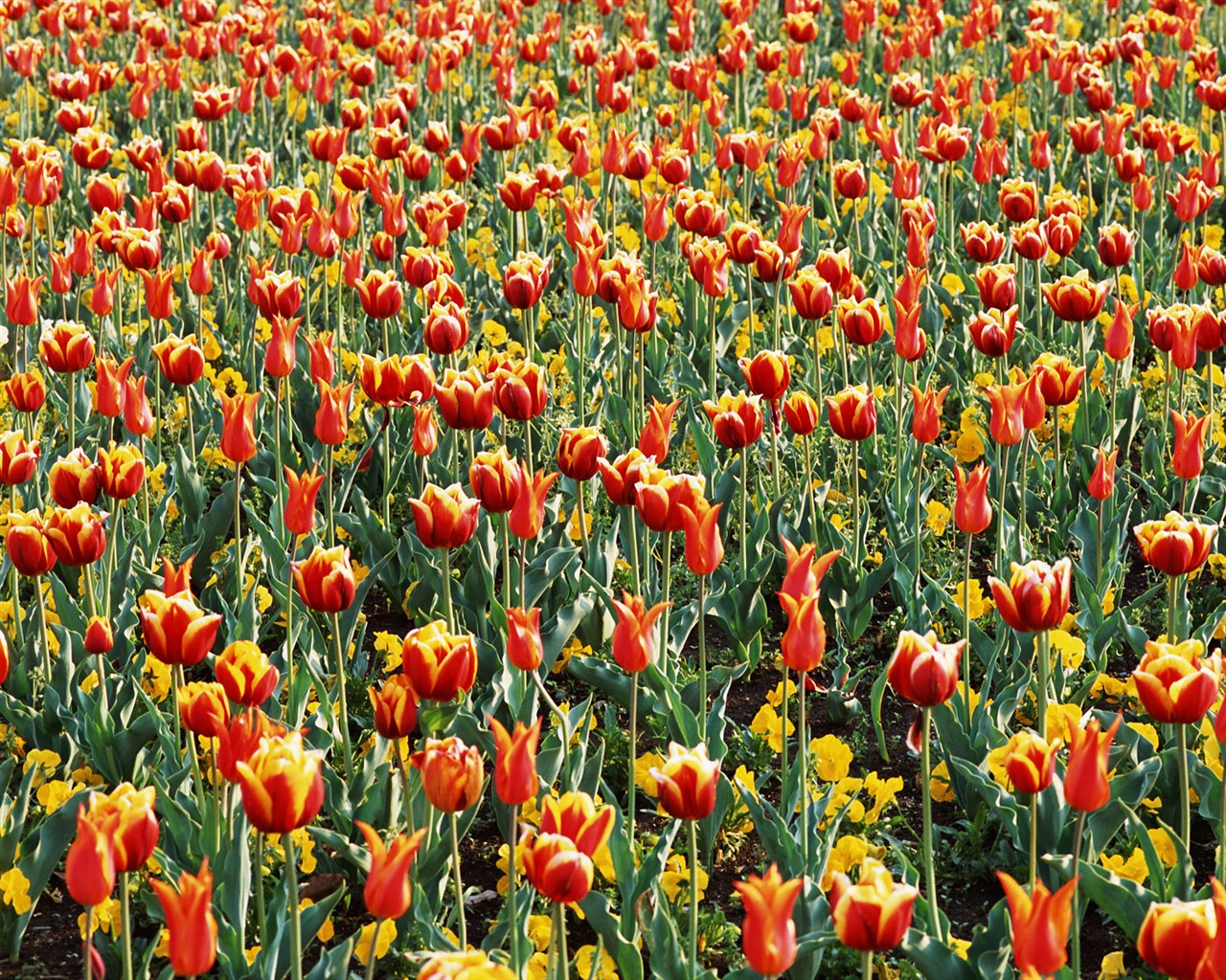 Tulip HD Tapety Album #15 - 1280x1024
