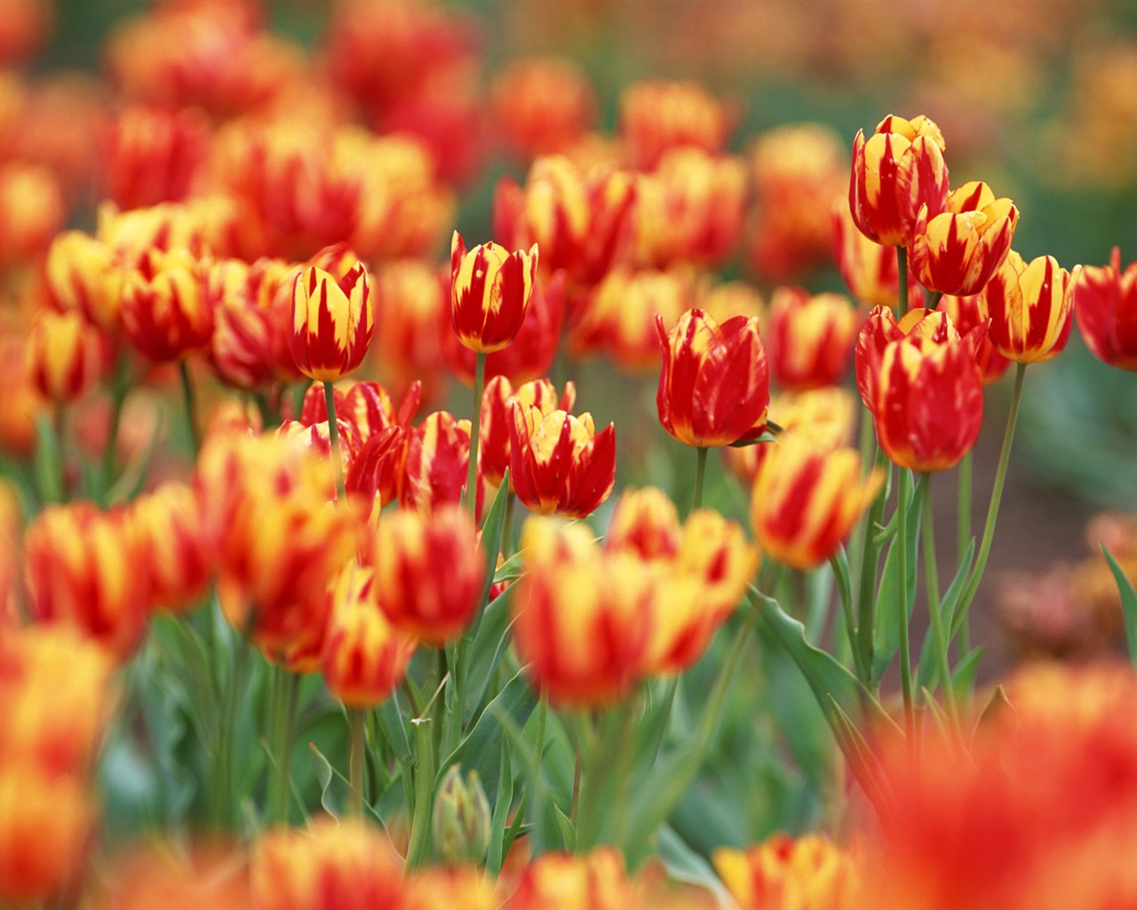 Tulip HD Wallpapers Album #16 - 1280x1024