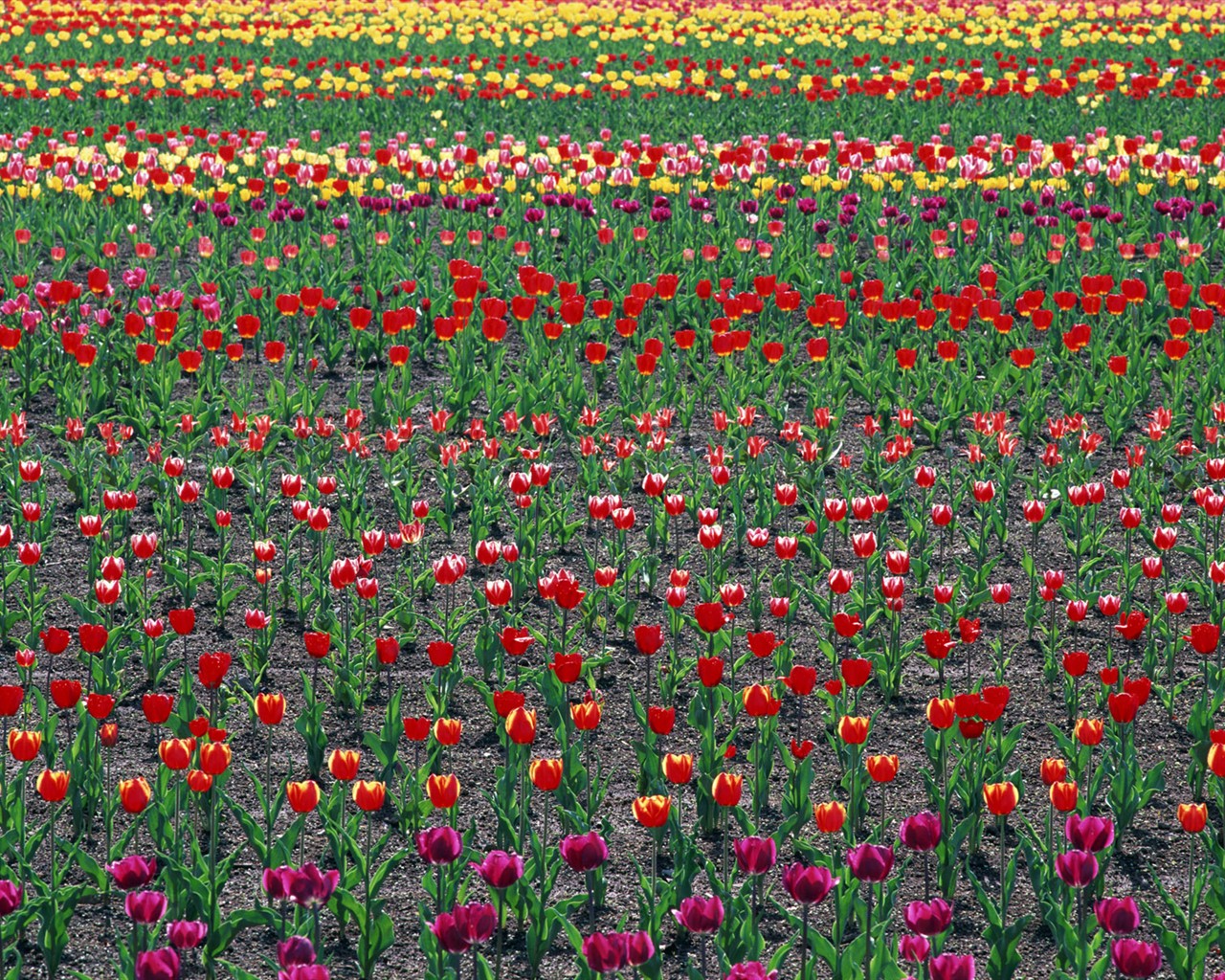 Tulip HD Wallpapers Album #18 - 1280x1024