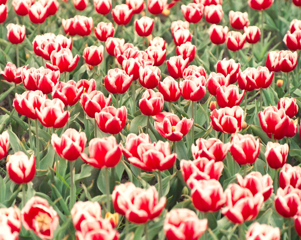 Tulip HD Wallpapers Album #19 - 1280x1024