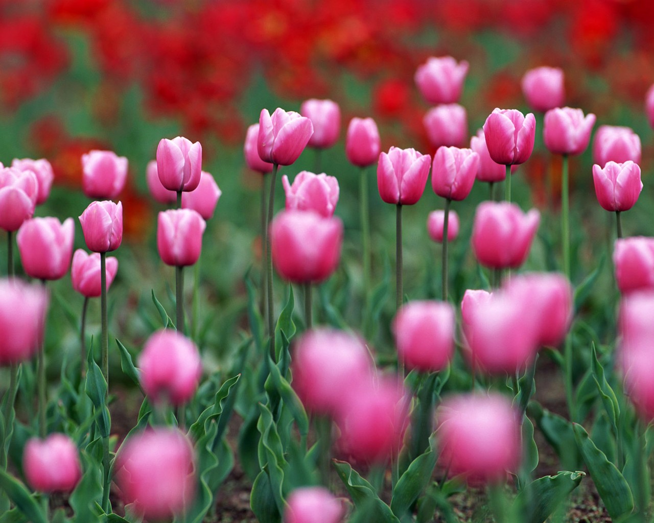 Tulip HD Tapety Album #20 - 1280x1024