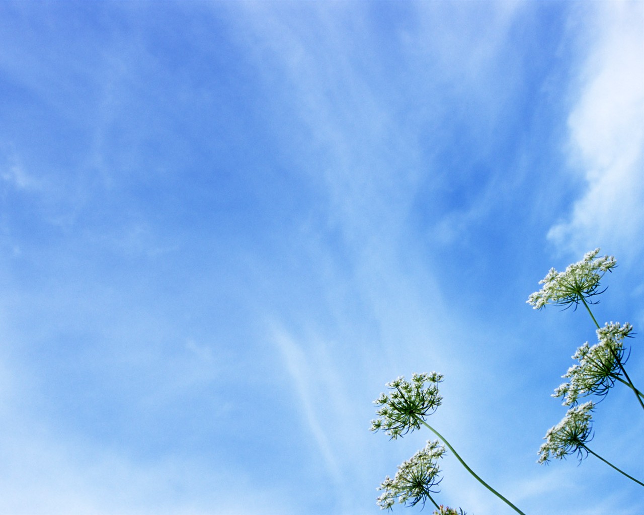 山花爛漫壁紙專輯 #5 - 1280x1024