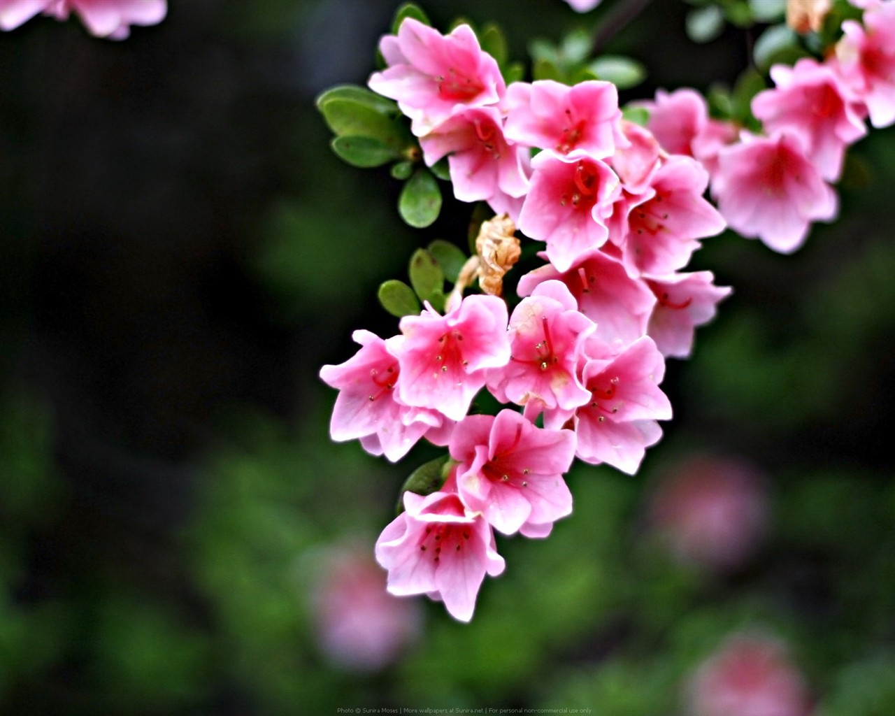 Fond d'écran haute définition de fleur #1 - 1280x1024