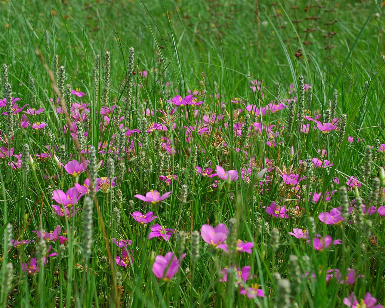 Fond d'écran haute définition de fleur #13 - 1280x1024