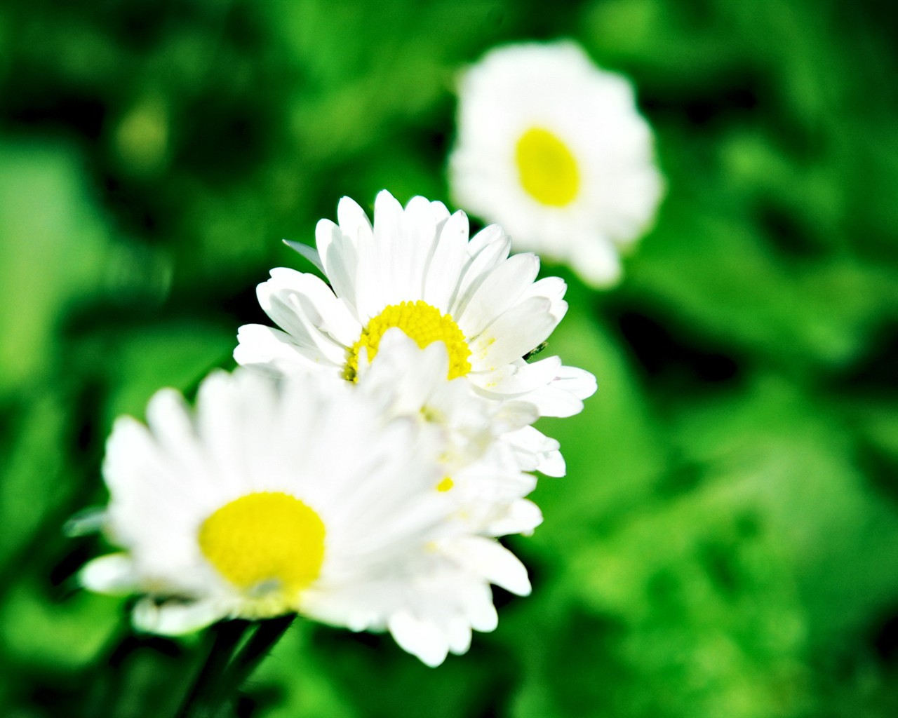 Fond d'écran haute définition de fleur #19 - 1280x1024