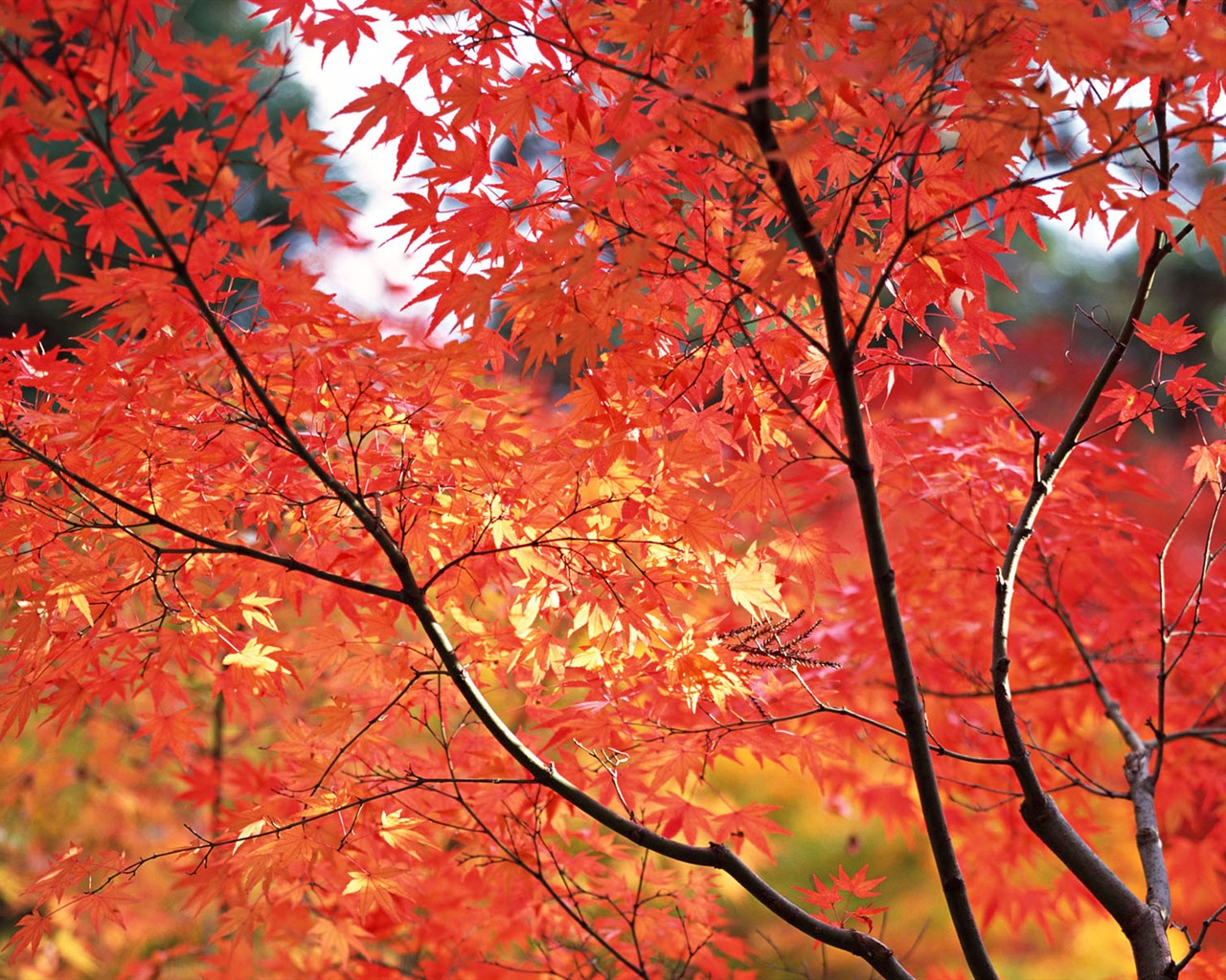 Kyoto, Japonsko, Krajina Tapety #17 - 1280x1024