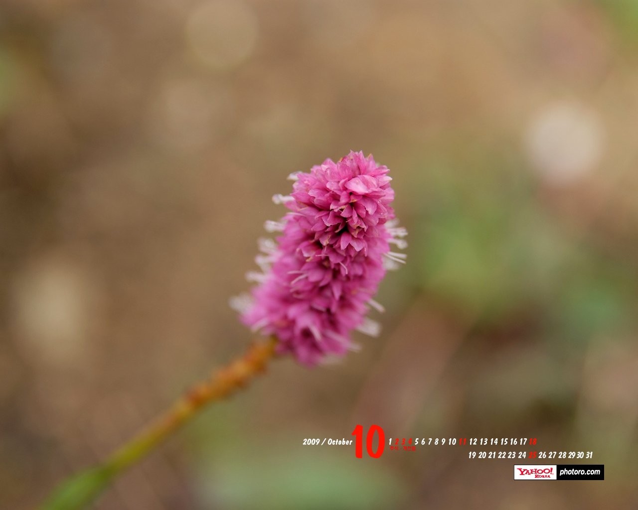 YAHOO韓國十月風景月曆 #14 - 1280x1024
