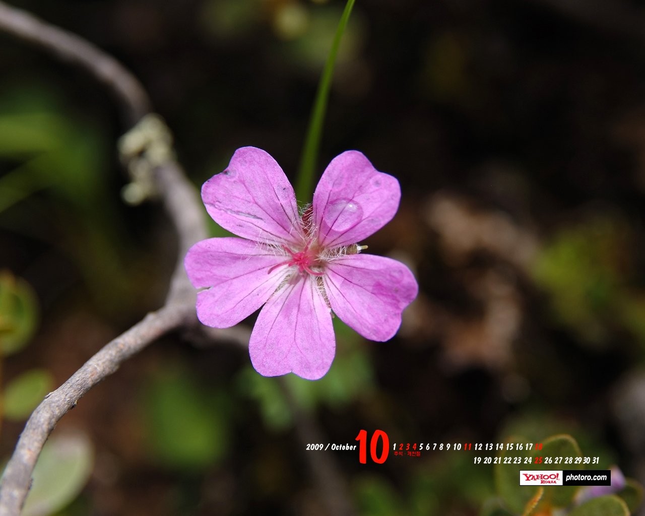 YAHOO South Korea in October Scenic Calendar #15 - 1280x1024