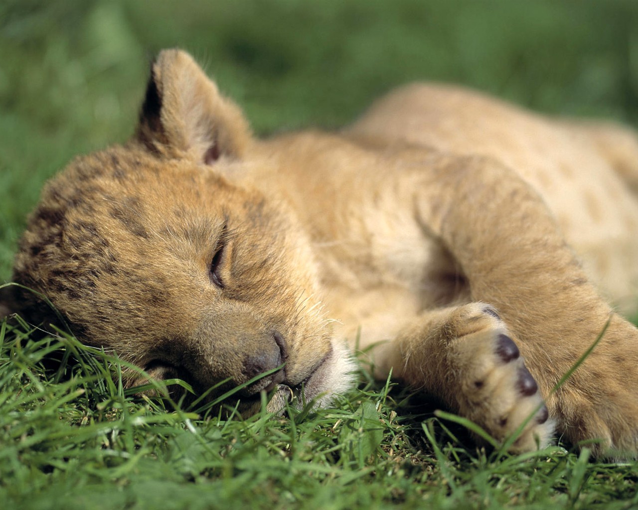 HD Animals Wallpapers Collection (1) #4 - 1280x1024