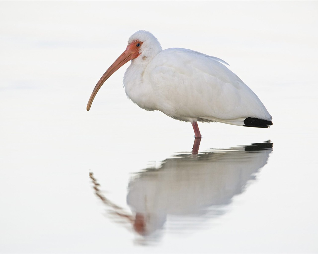 Animal Wallpaper Collection (4) #4 - 1280x1024