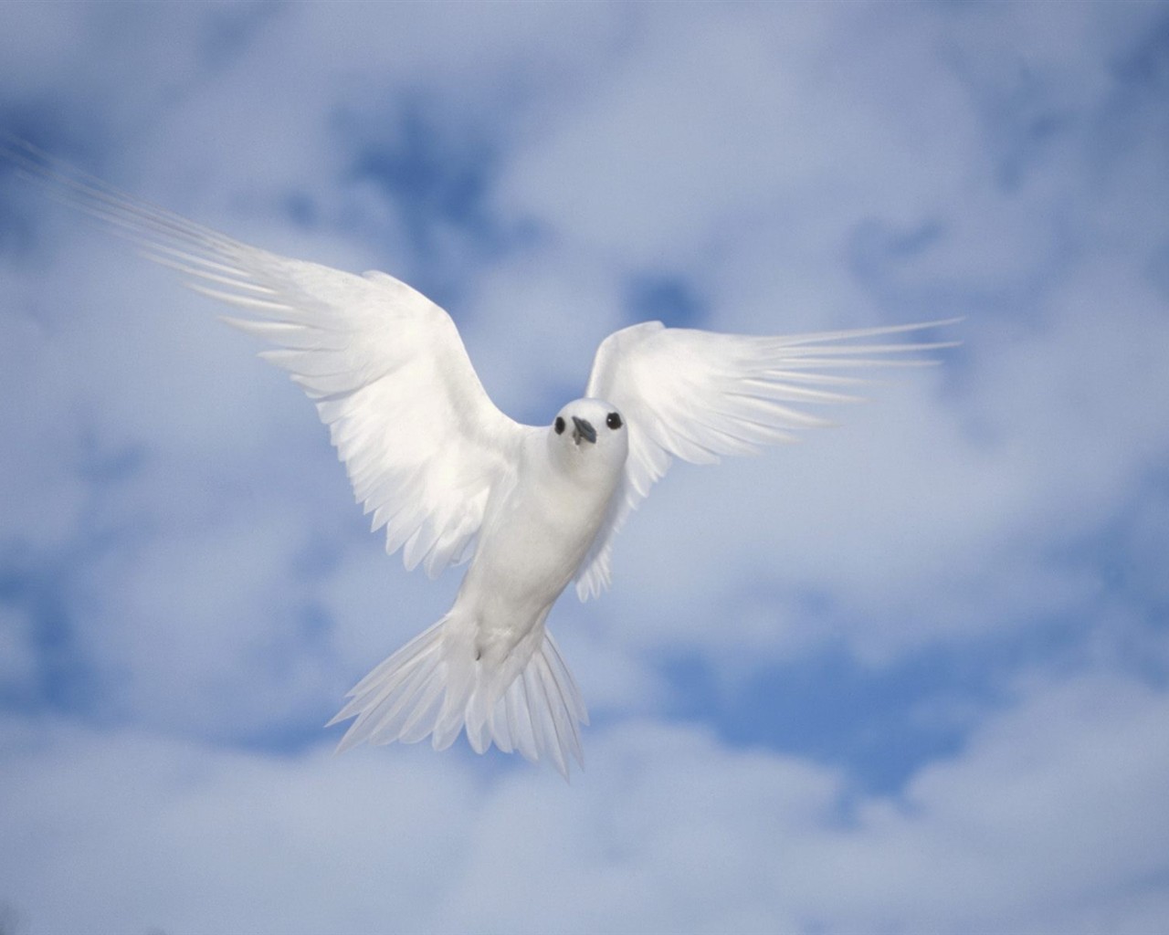 Animal Wallpaper Collection (4) #5 - 1280x1024