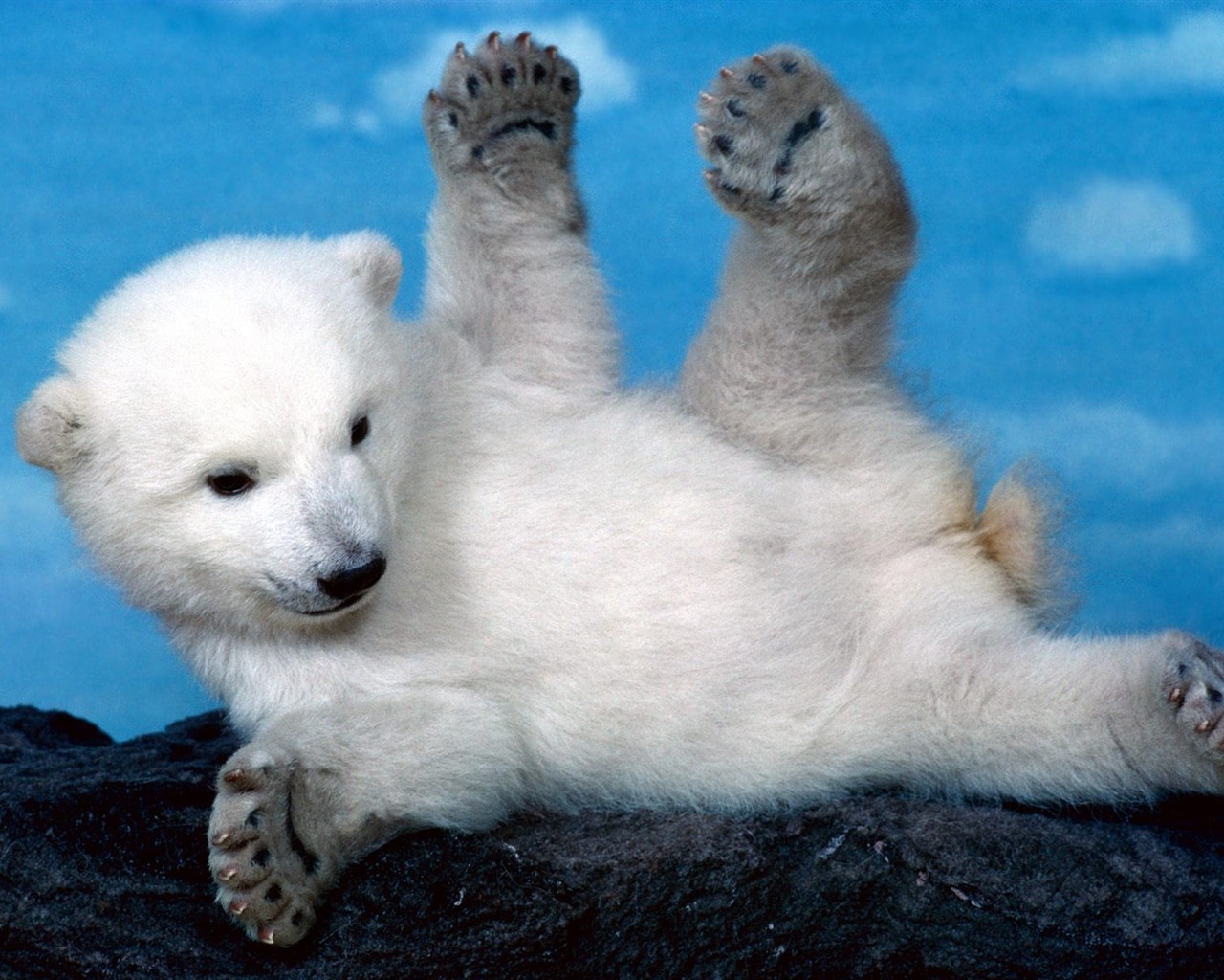 Animal Wallpaper Collection (4) #6 - 1280x1024