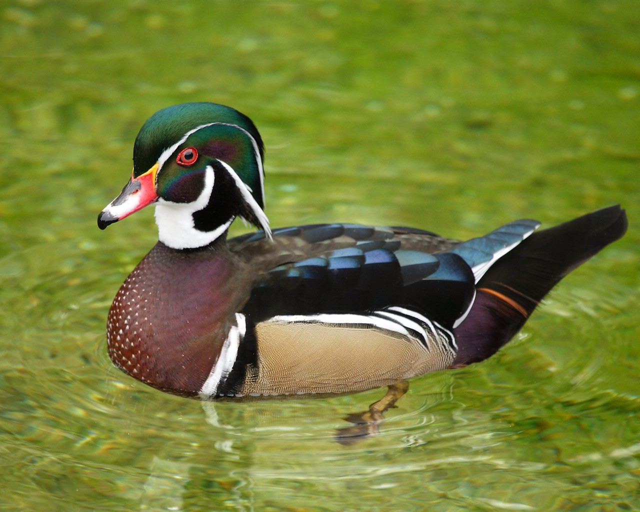 Animal Wallpaper Collection (4) #8 - 1280x1024