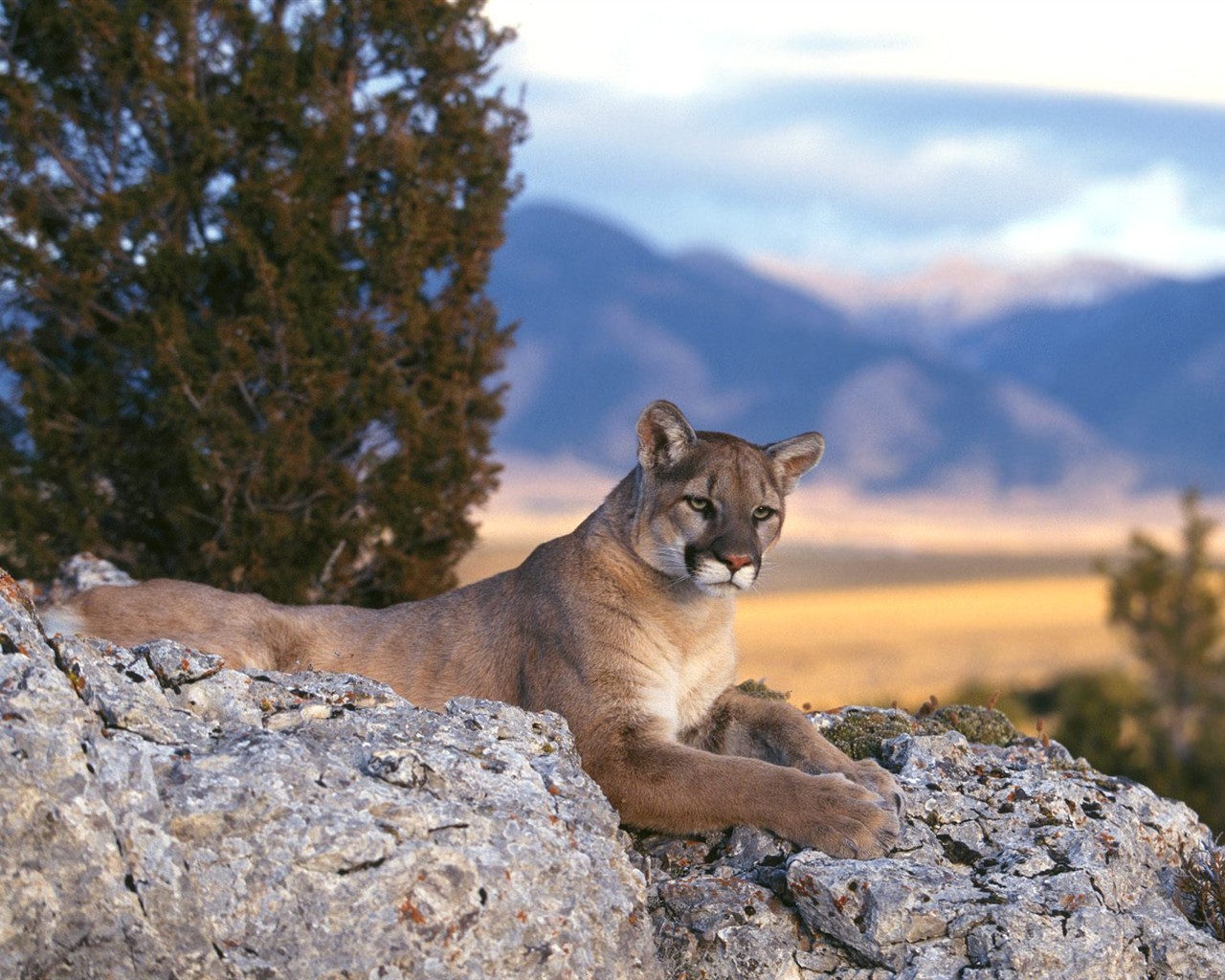 Animal Wallpaper Collection (4) #13 - 1280x1024