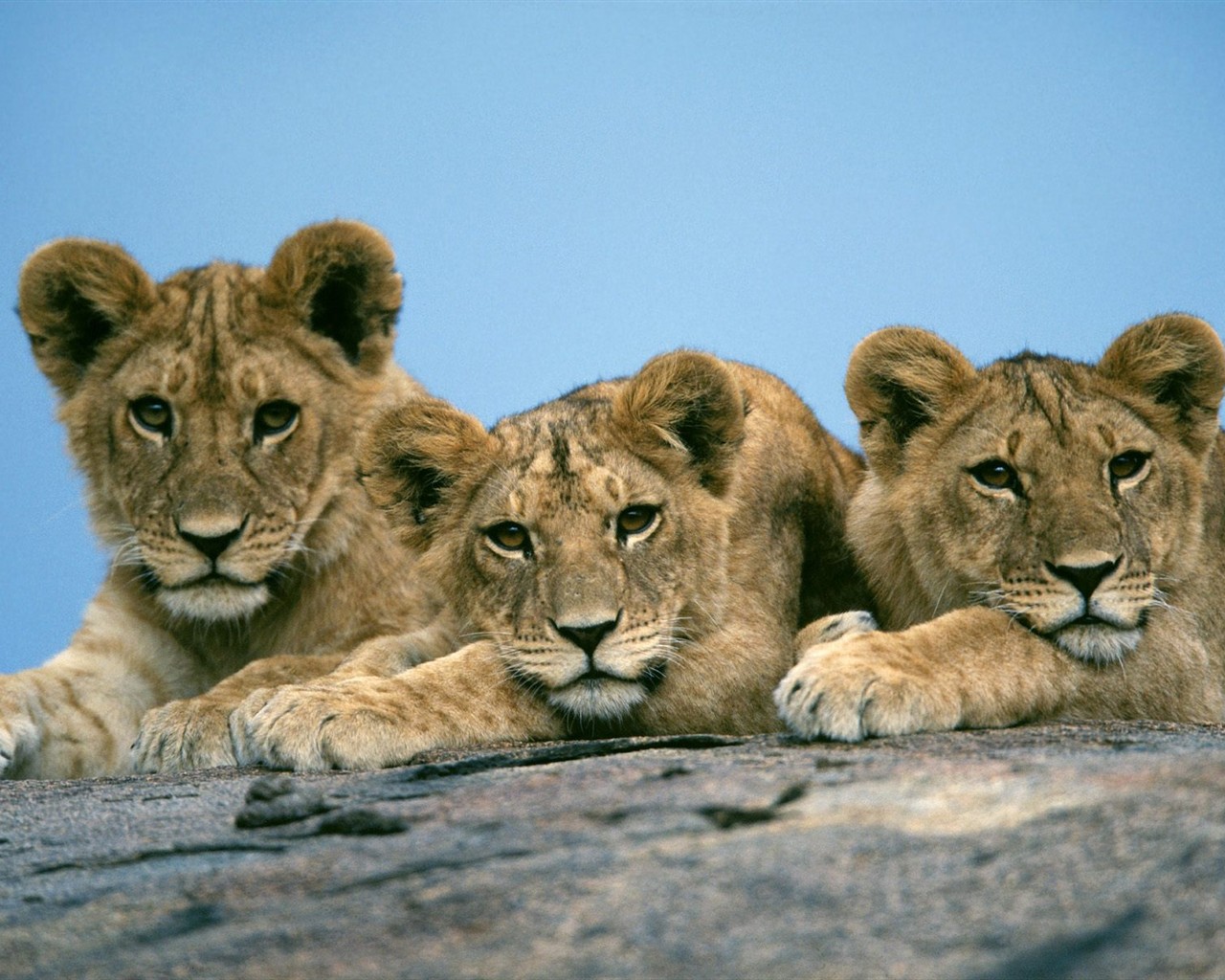 Animal Wallpaper Collection (4) #16 - 1280x1024