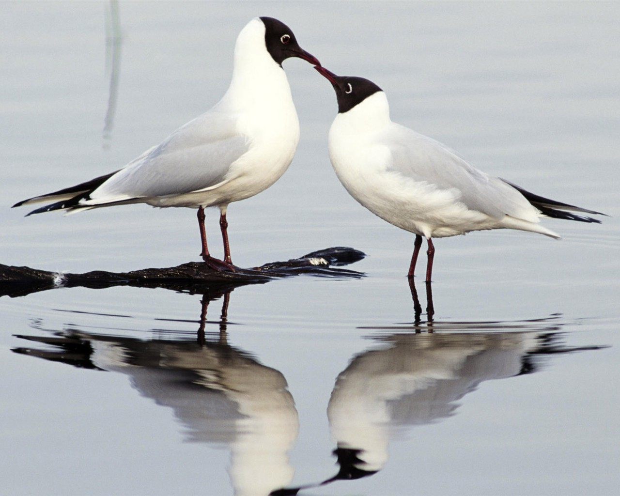 HD Wallpapers Birds Photo #3 - 1280x1024