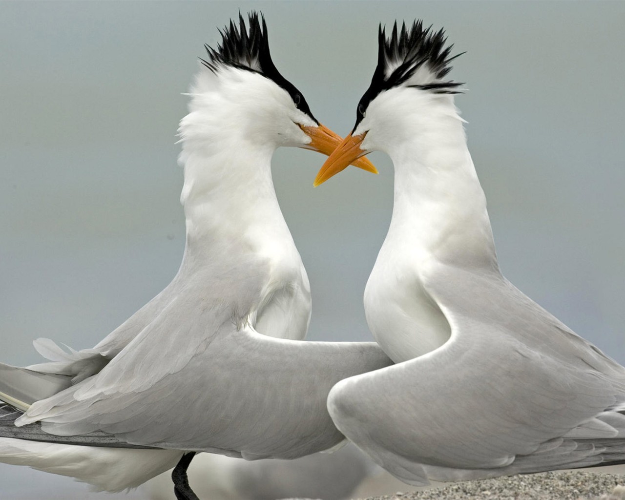 HD Wallpapers Birds Photo #4 - 1280x1024