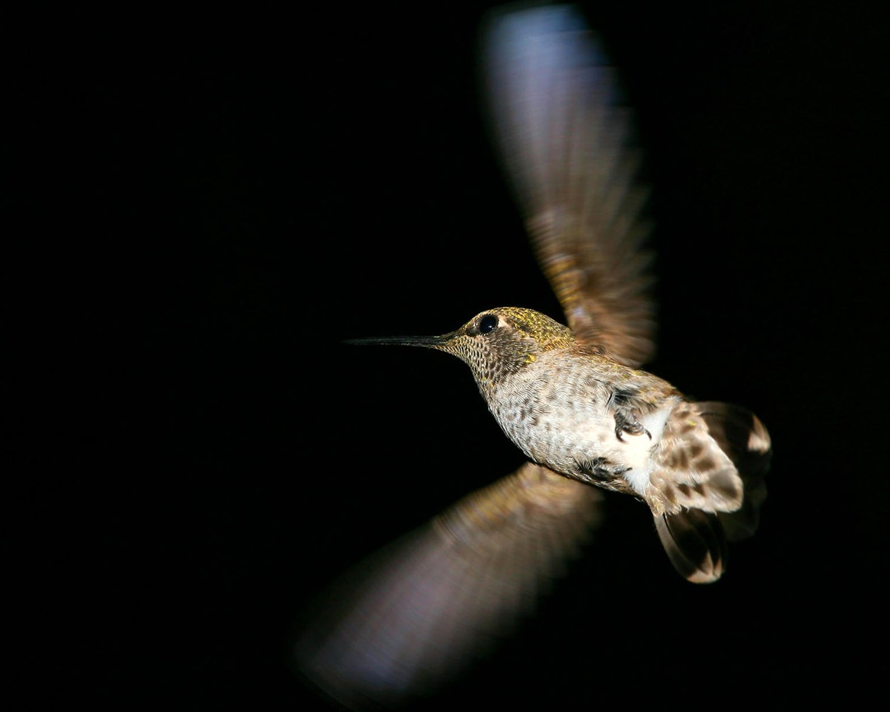 HD Tapety Ptáci Foto #21 - 1280x1024