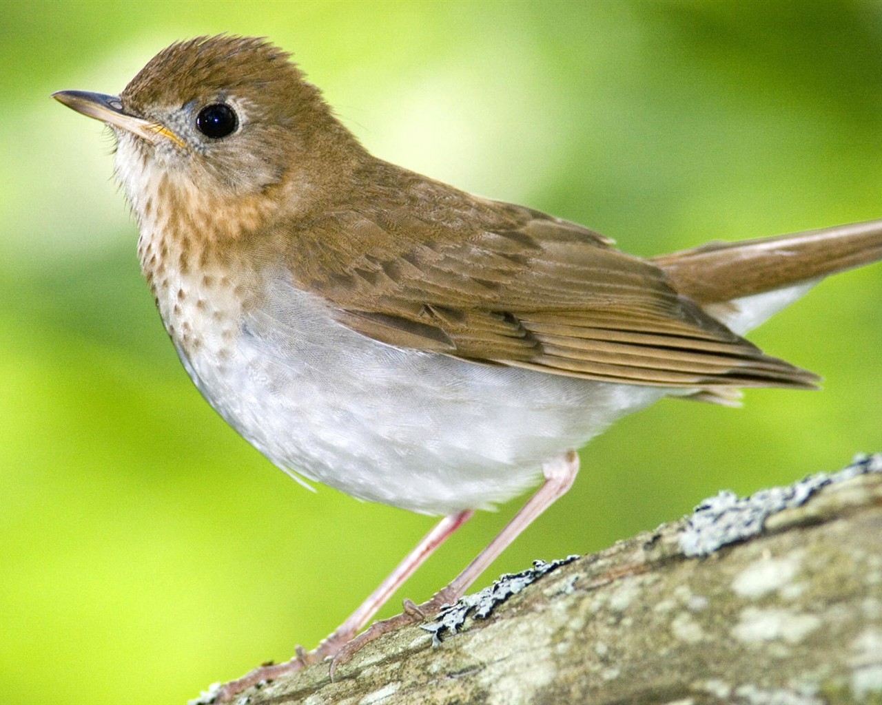 Fonds d'écran HD Photo Oiseaux #33 - 1280x1024