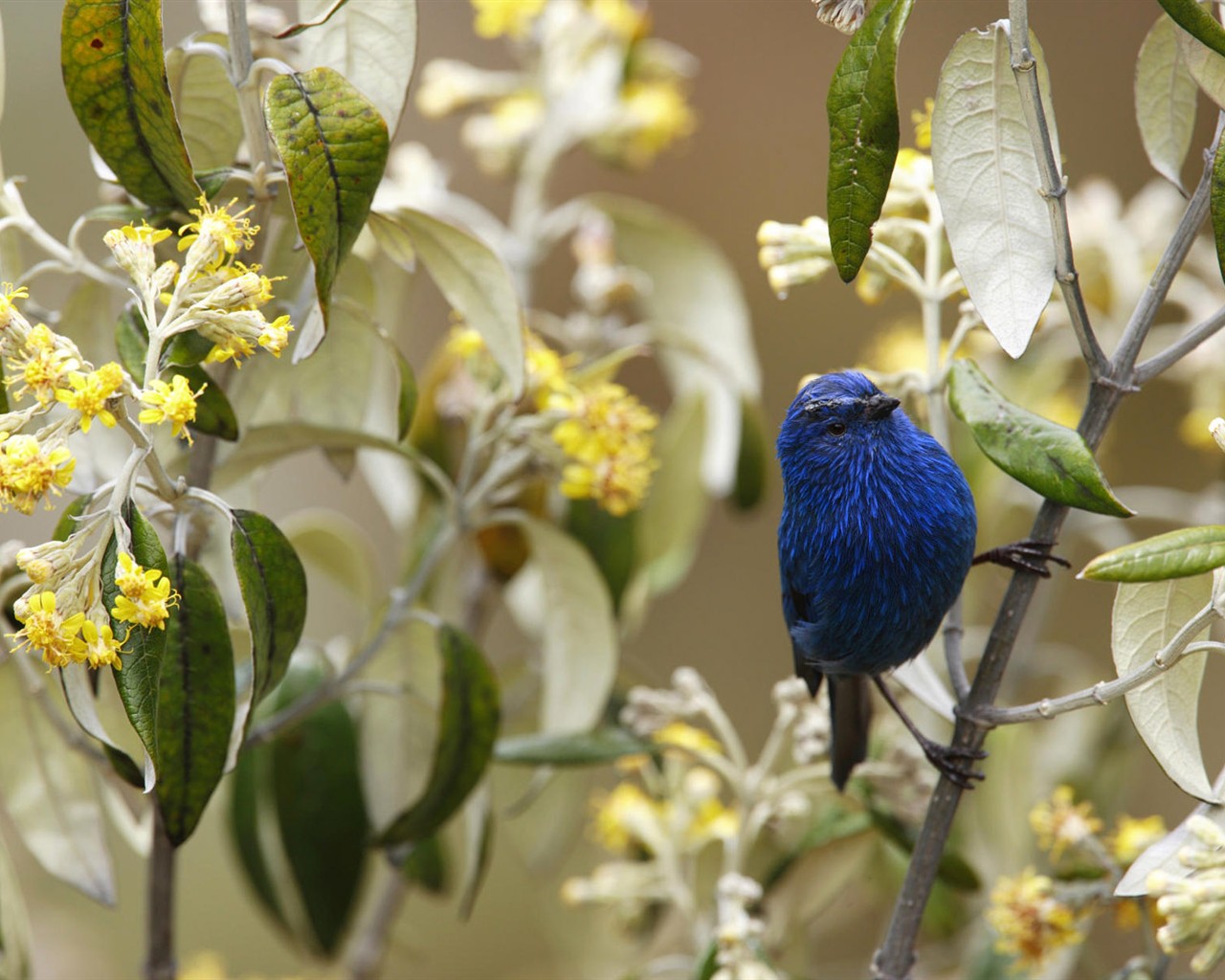 HD Wallpapers Birds Photo #39 - 1280x1024