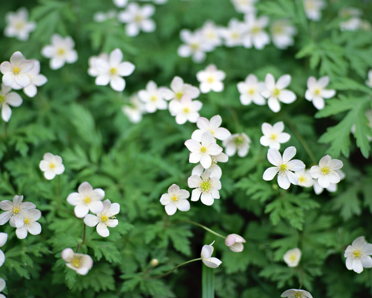 Wildflower Desktop Wallpaper #1 - 1280x1024