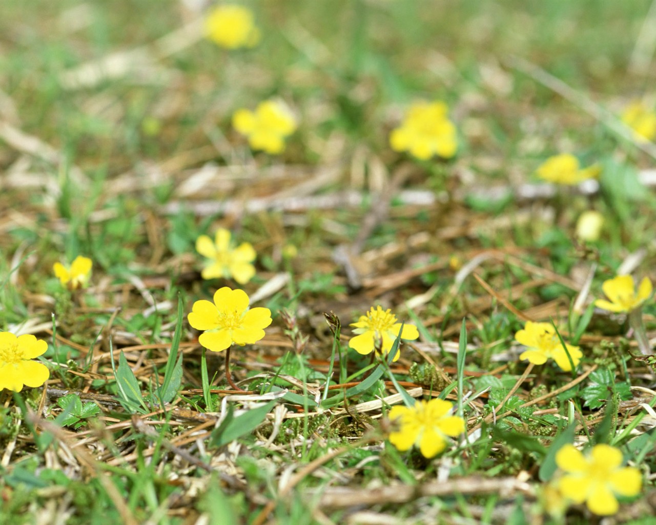 wildflower Tapety na plochu #2 - 1280x1024