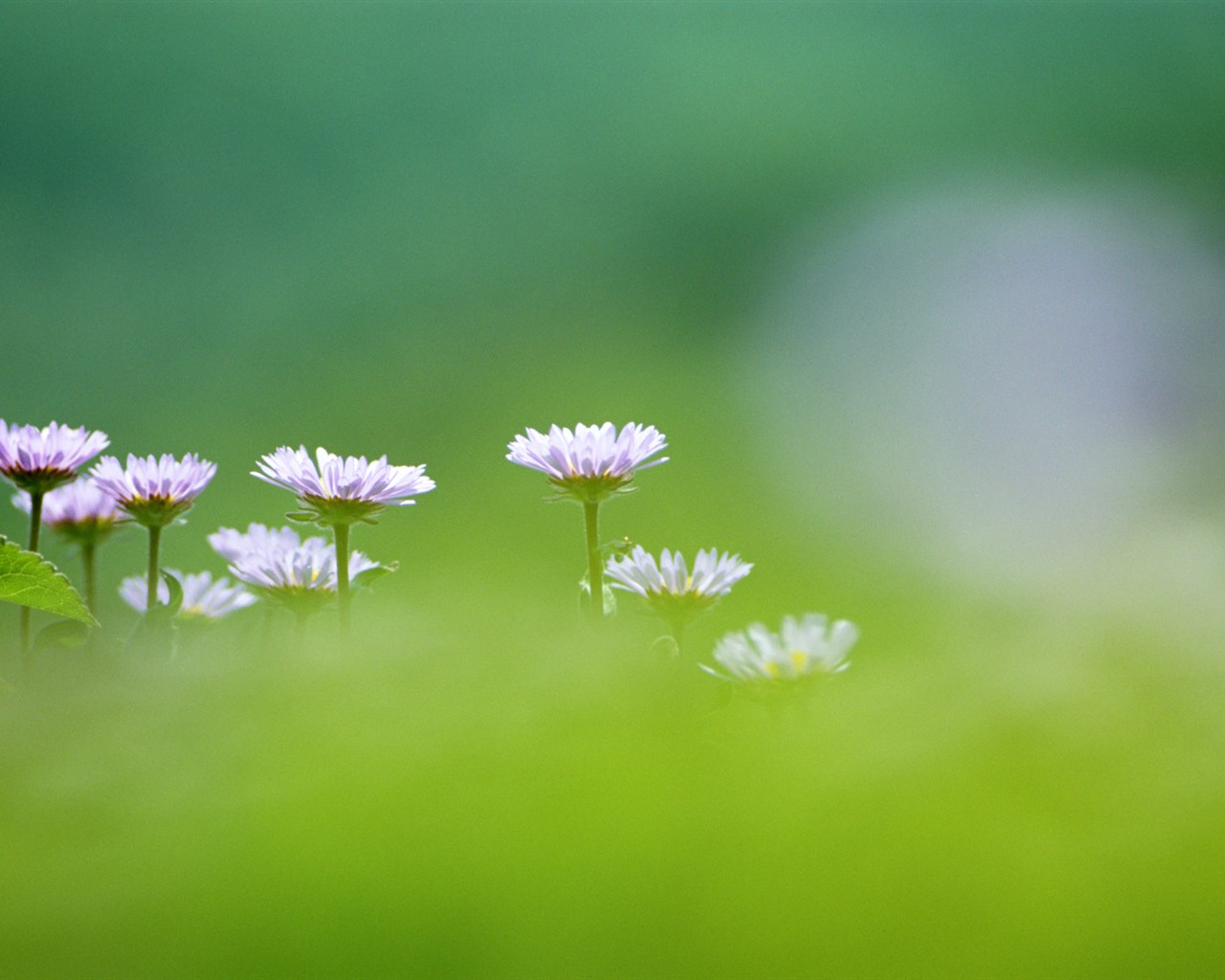 wildflower Tapety na plochu #3 - 1280x1024