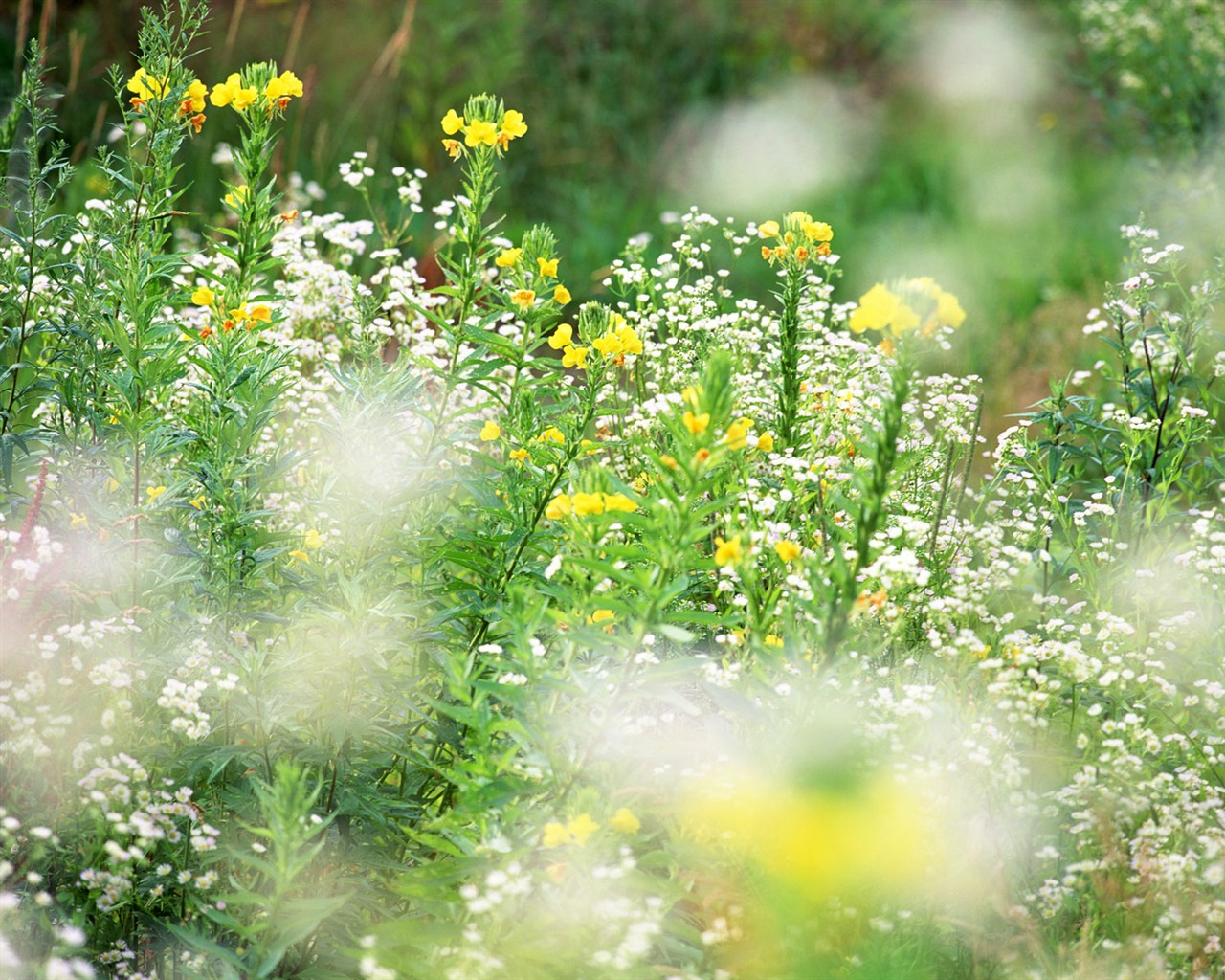 wildflower Tapety na plochu #4 - 1280x1024
