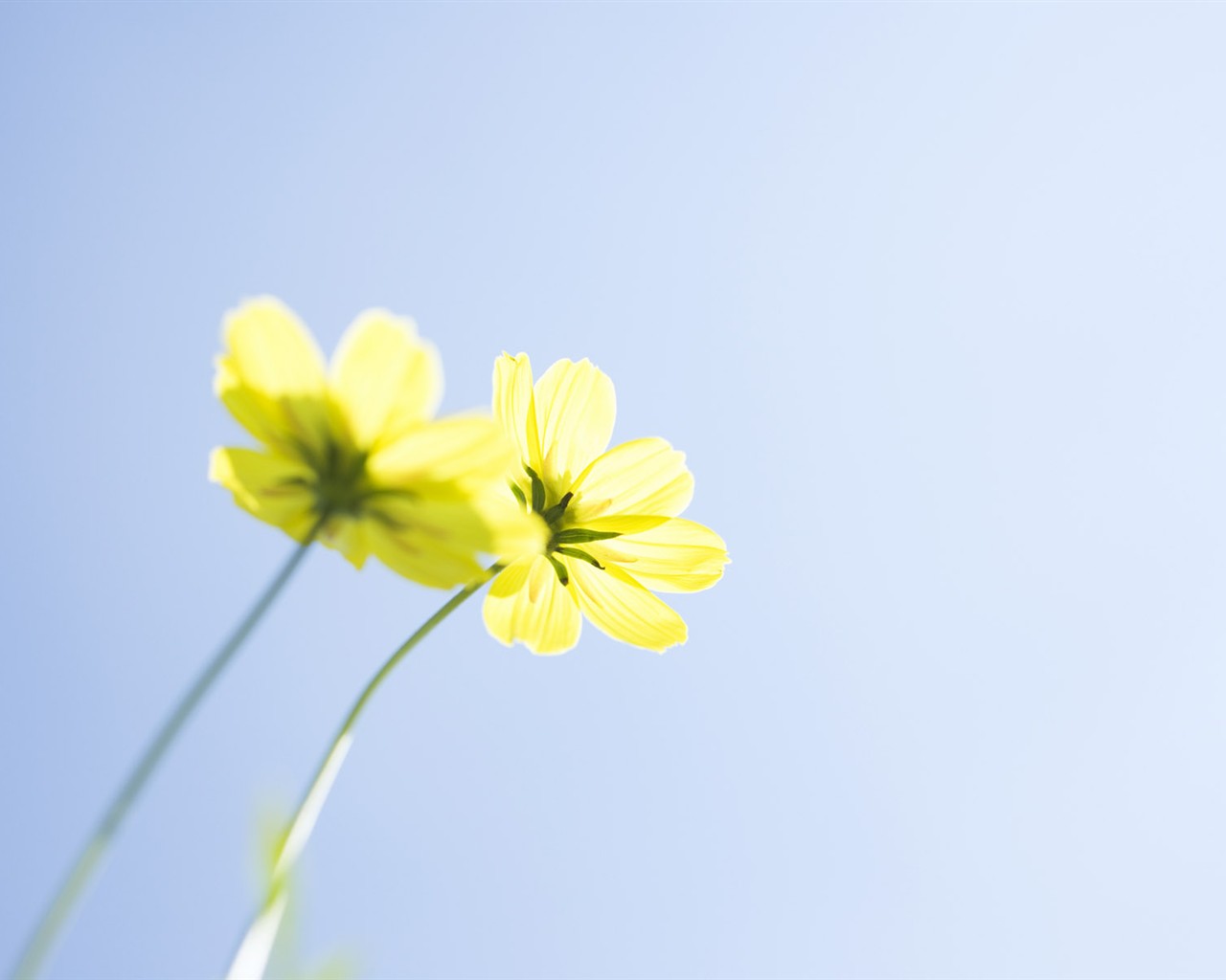 wildflower Tapety na plochu #6 - 1280x1024