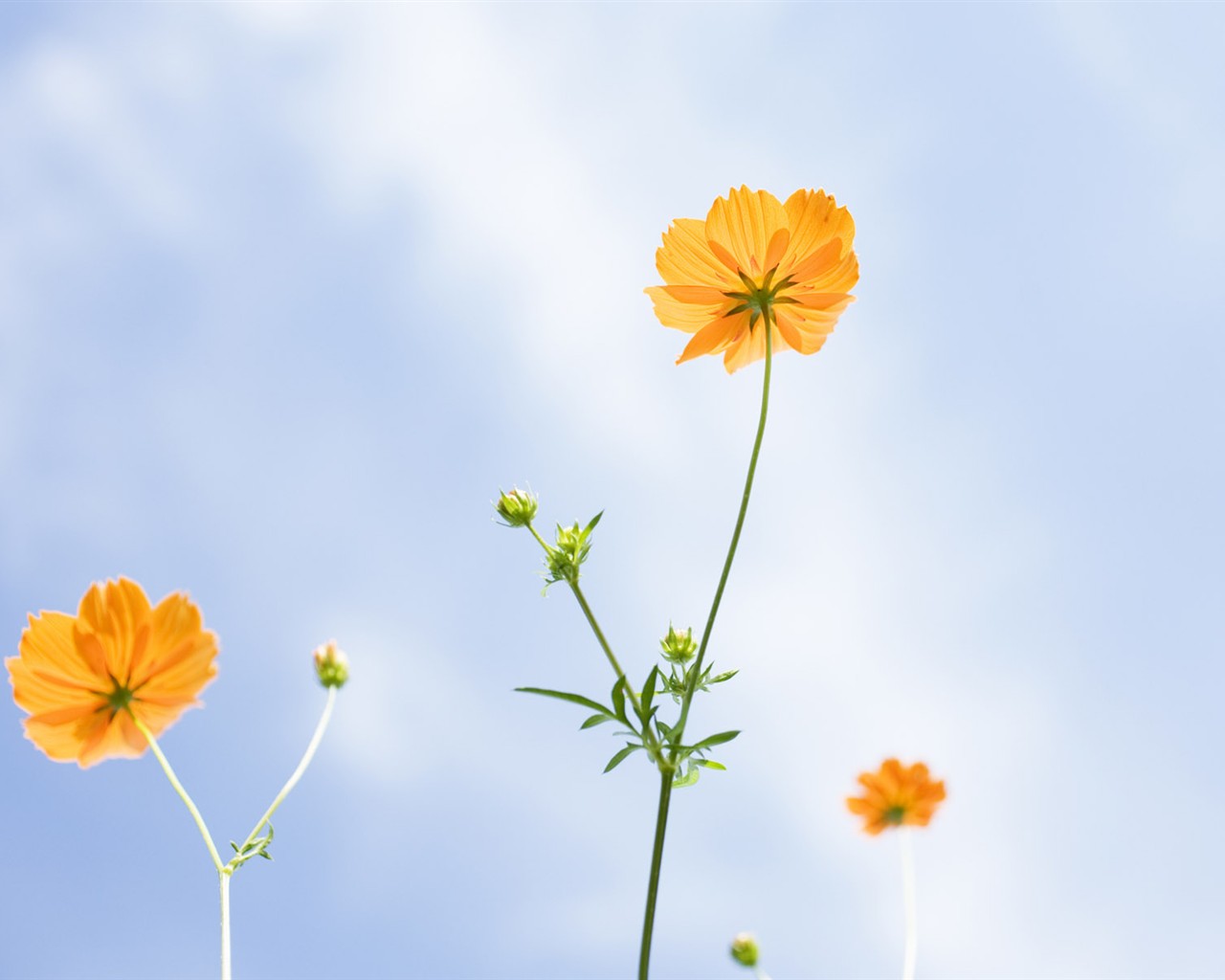 Wildflower Desktop Wallpaper #7 - 1280x1024