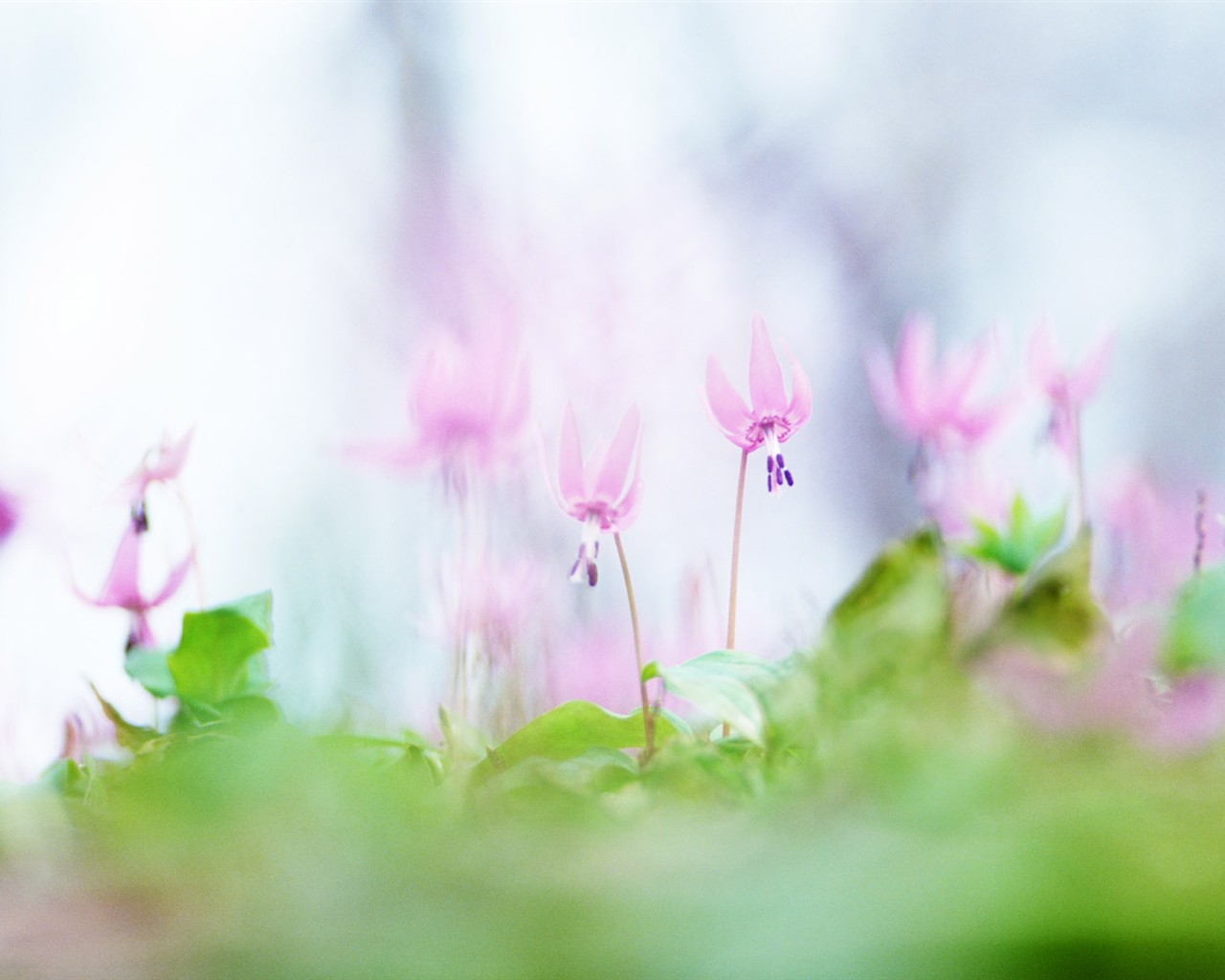 Wildflower Desktop Wallpaper #10 - 1280x1024