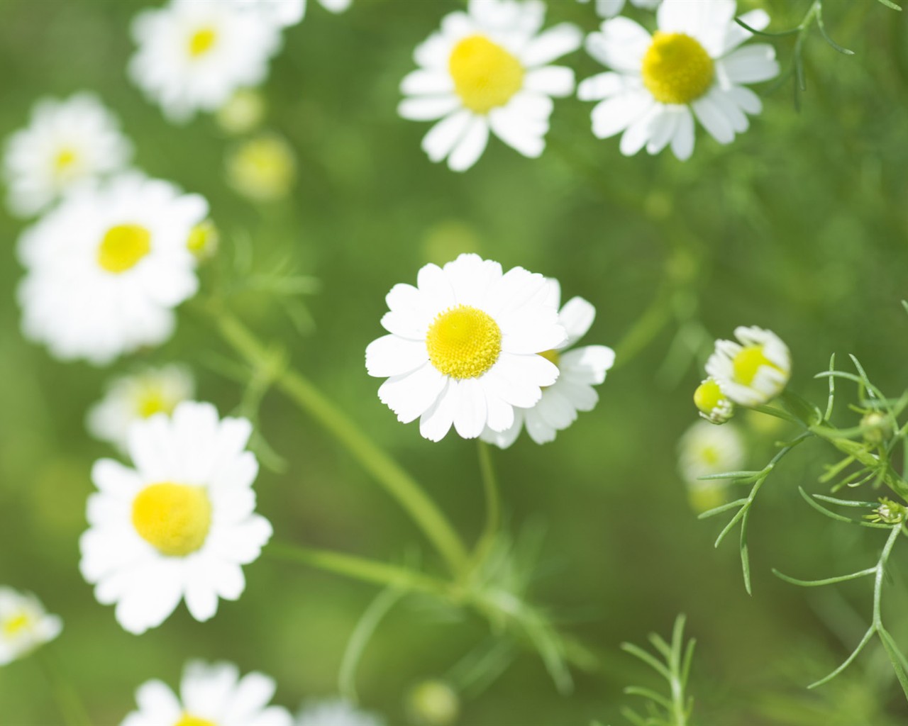 wildflower Tapety na plochu #11 - 1280x1024