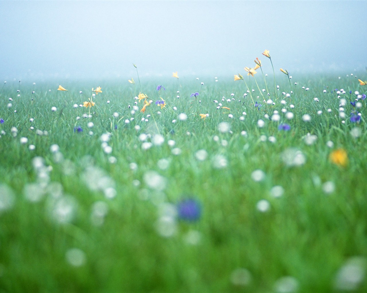 Wildflower Desktop Wallpaper #12 - 1280x1024